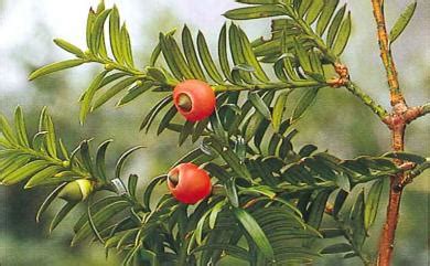 南洋紅豆杉|Taxus sumatrana (Miq.) de Laub.